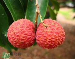 荔枝一天吃多少合適？荔枝一天最多吃幾個？