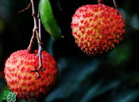 荔枝放冰箱能放多久？荔枝放久了會(huì)怎么樣？