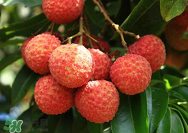 荔枝為什么要泡在水里？荔枝泡鹽水多久？