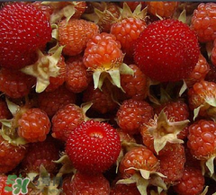 刺泡是山莓嗎？刺泡和山莓的區(qū)別