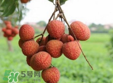 白糖罌和妃子笑哪個好吃？妃子笑和白糖罌的區(qū)別