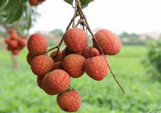 白糖罌和妃子笑哪個(gè)好吃？妃子笑和白糖罌的區(qū)別