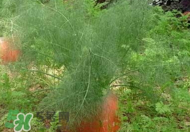 茴香菜是什么菜？茴香菜是香菜嗎