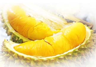 金枕頭榴蓮怎么才算熟？金枕頭榴蓮怎么催熟？