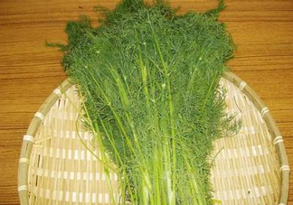 茴香菜什么時(shí)候種？茴香菜什么季節(jié)吃