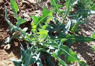 苦菜怎么保存？苦菜怎么保存時間長？