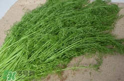 茴香菜什么時(shí)候種？茴香菜什么季節(jié)吃