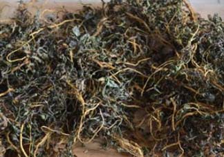 苦菜可以曬干嗎？苦菜怎么曬干？