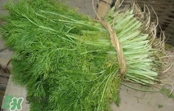 茴香菜是酸性還是堿性？什么人不能吃茴香菜