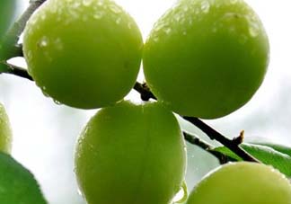 青梅可以直接吃嗎？剛摘下的青梅可以直接吃嗎?？