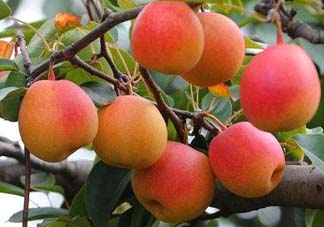 五月份有梨嗎？農(nóng)歷5月的梨能吃嗎？