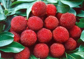 五月份有楊梅嗎？五月份的楊梅能吃嗎？