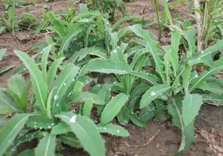 苦菜多少錢一斤？苦菜多少錢一斤2017？