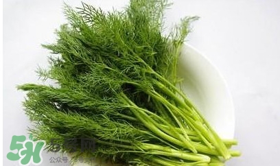 茴香菜怎么做好吃？茴香菜怎么炒好吃