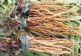 苦菜根能吃嗎？苦菜根的功效與作用