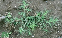 豬毛菜怎么做好吃？豬毛菜怎么吃好吃