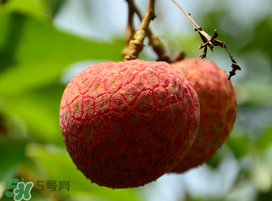 掛綠荔枝為什么那么貴？為什么掛綠荔枝這么貴？