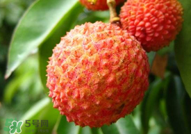 吃荔枝被酒駕怎么辦？吃荔枝酒駕是真的嗎？