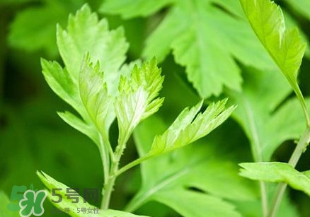 艾葉是艾蒿嗎？艾葉是什么樣的