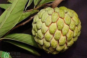 釋迦果怎樣催熟？釋迦果怎么判斷熟沒熟？