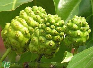 釋迦果怎樣催熟？釋迦果怎么判斷熟沒熟？