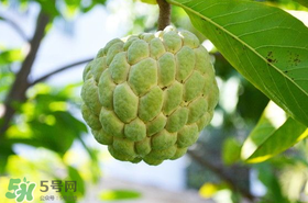 釋迦果怎么保存？釋迦怎么保存時(shí)間長(zhǎng)？