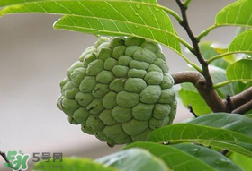 釋迦果怎么保存？釋迦怎么保存時(shí)間長(zhǎng)？