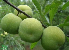 青李子怎么腌制？青李子怎么快速腌制？