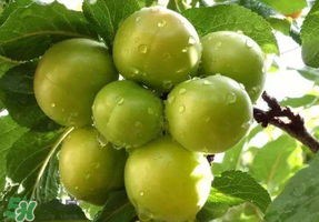 青李子怎么腌制？青李子怎么快速腌制？