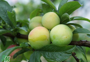 青李子怎么腌制？青李子怎么快速腌制？