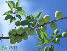 哪些人不能吃青梅？青梅的禁忌