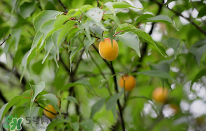 哪些人不能吃青梅？青梅的禁忌