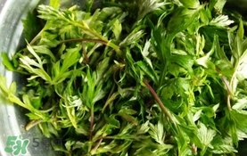 艾葉是什么植物？艾葉和艾草是一回事嗎？