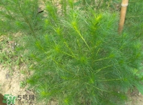 豬毛菜怎么做好吃？豬毛菜怎么吃好吃