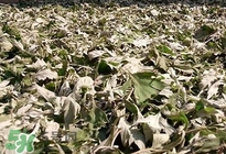 艾葉怎么做枕頭？自制艾葉怎么做枕頭