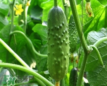 黃瓜敷臉可以美白嗎？黃瓜敷臉美白效果好嗎？