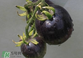 黑番茄能生吃嗎？黑番茄可以生吃嗎