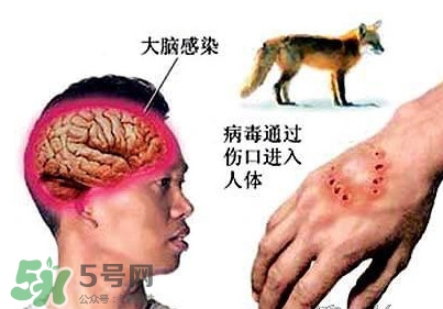 狂犬病是通過什么傳播的？狂犬病傳播途徑有哪些