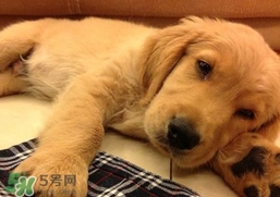 狂犬病會(huì)傳染嗎？狂犬病會(huì)學(xué)狗叫嗎