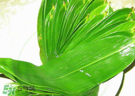 粽葉有幾種？粽葉哪種好？