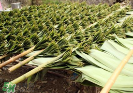 粽葉是干的好還是新鮮的好？干棕葉好還是新鮮棕葉好？