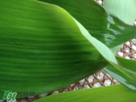 粽子葉要泡多久？粽子葉怎么泡？