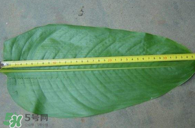 粽子葉要泡多久？粽子葉怎么泡？