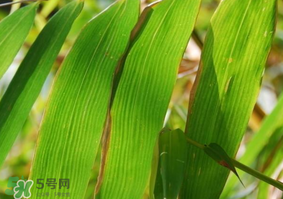 粽子葉要泡多久？粽子葉怎么泡？