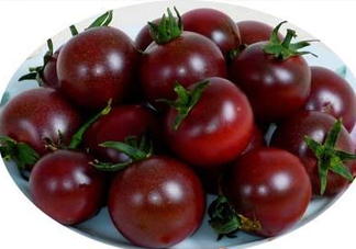 黑番茄怎么種植？黑番茄種植技術(shù)