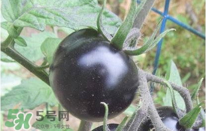 黑番茄怎么種植？黑番茄種植技術(shù)