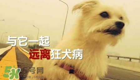 狂犬病能治好嗎？狂犬病的早期癥狀