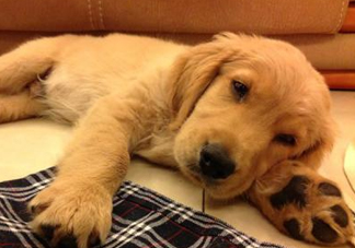 狂犬病是通過什么傳播的？狂犬病傳播途徑有哪些