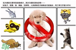 狂犬病是通過什么傳播的？狂犬病傳播途徑有哪些