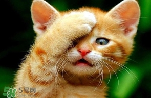 被貓抓傷會得狂犬病嗎？被貓咬了會得狂犬病嗎